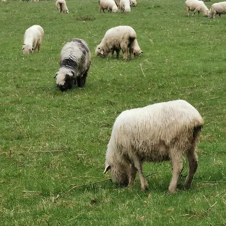 Z Kogutem * ザコパネ